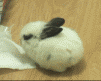 看兔子