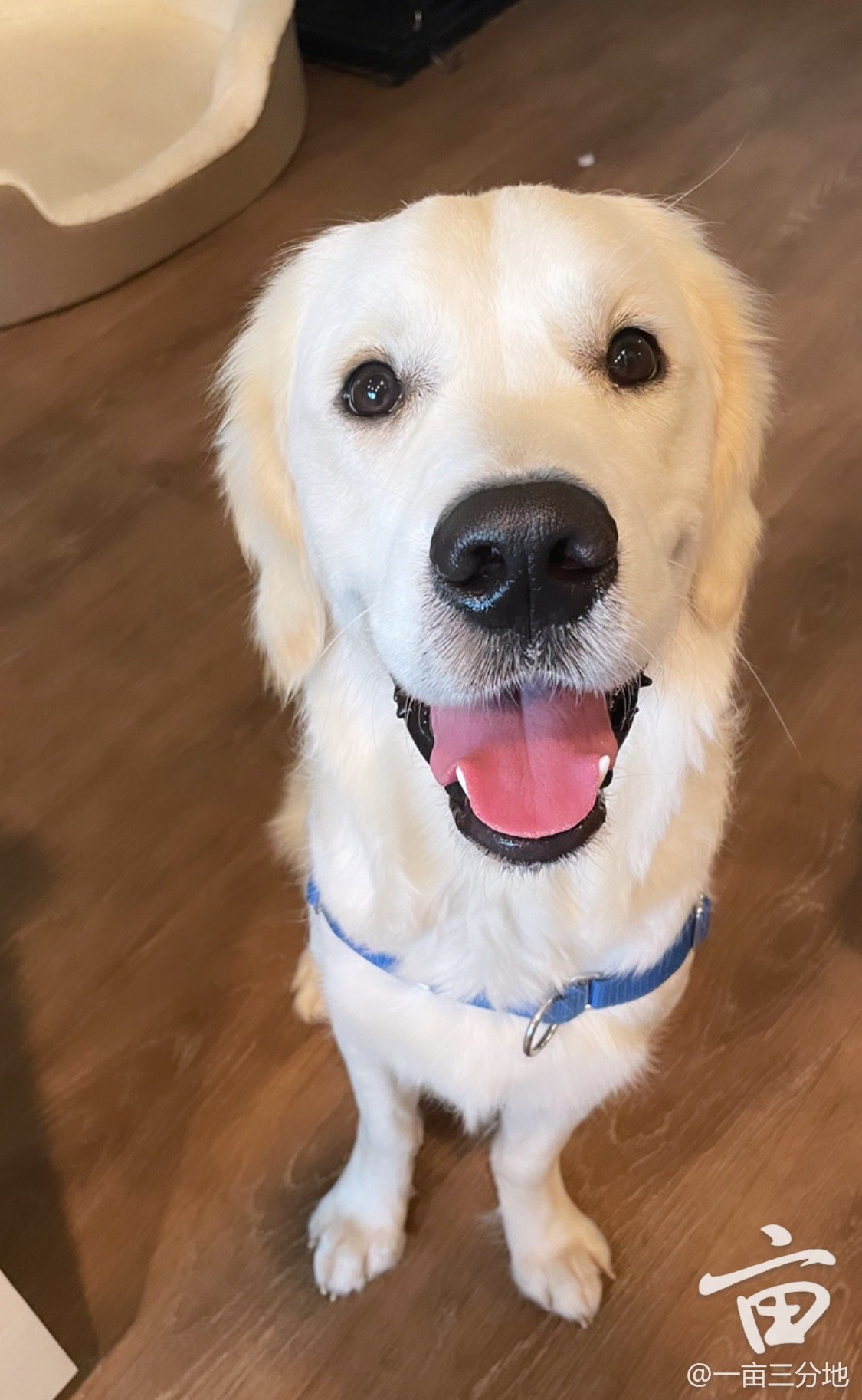 晒晒家里的白金毛宝宝,求米求约狗!