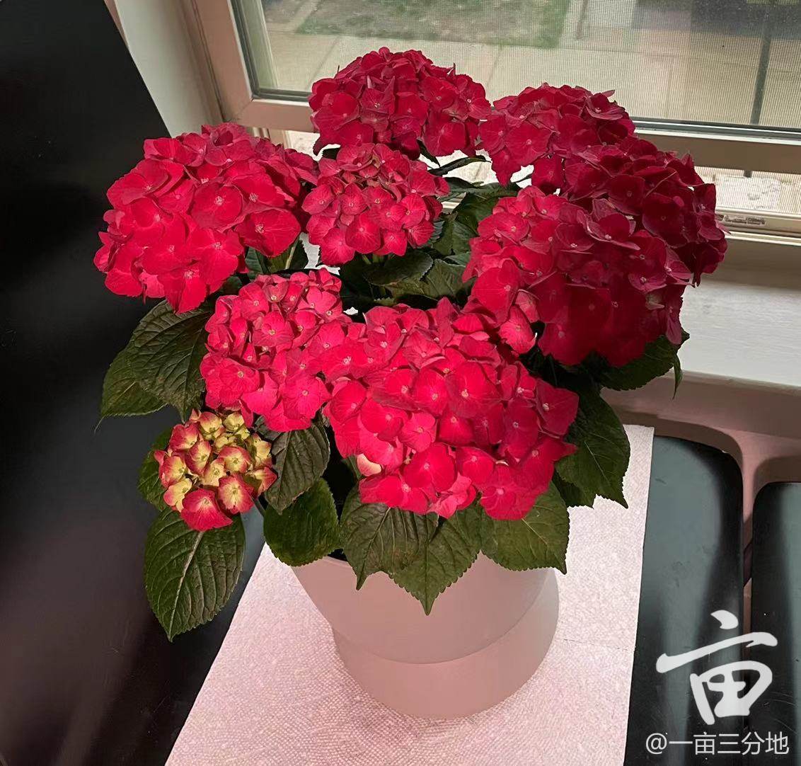 求推荐哪里买可以种的花 Hydrangea室内好养吗 一亩三分地好物版